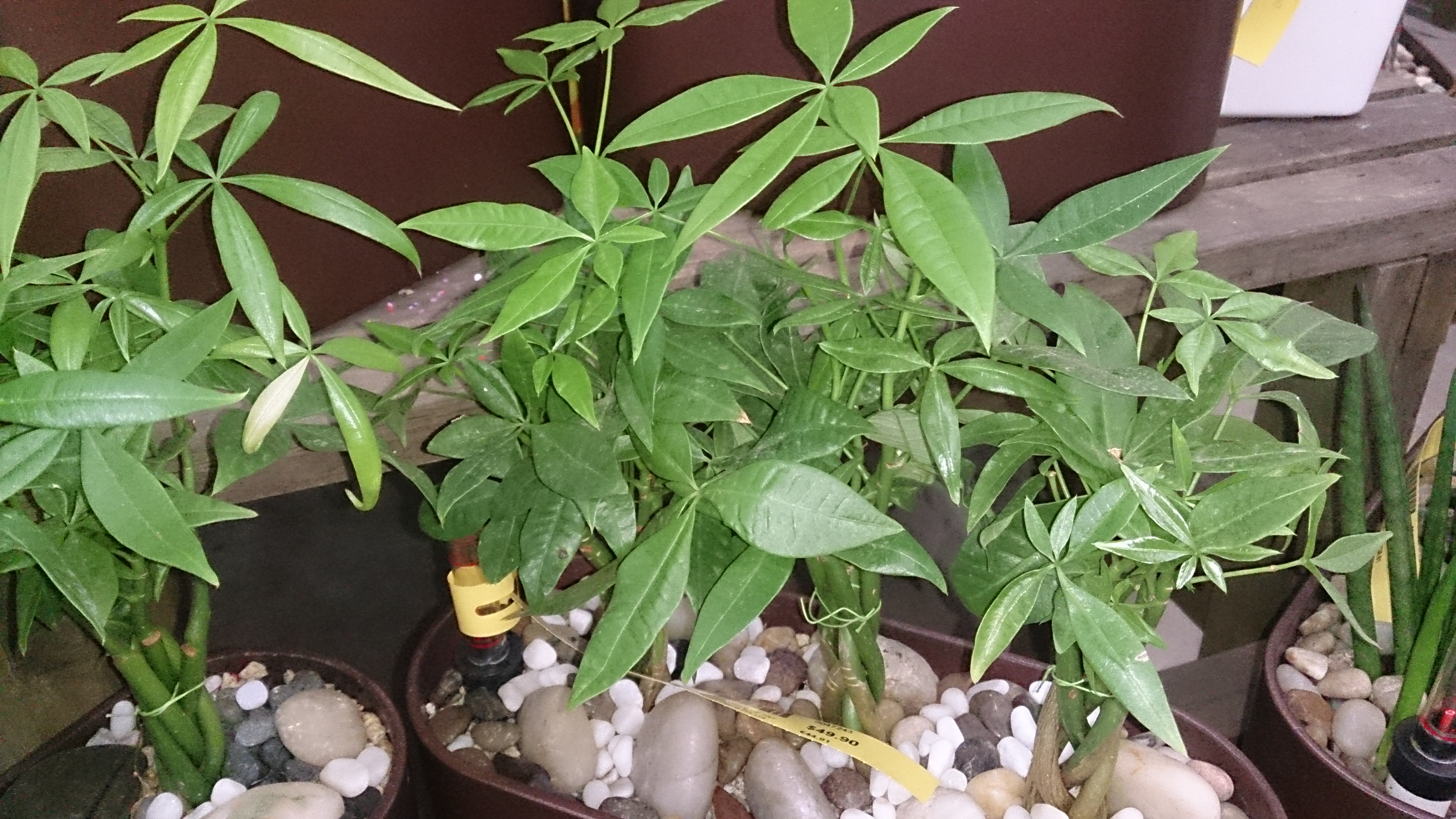 Trồng Cây Gì Trên Bàn Làm Việc Để Sự Nghiệp Phát Triển?