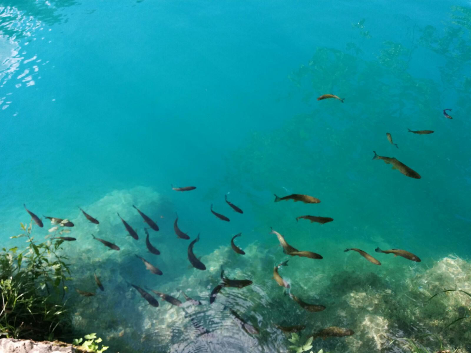 Mơ Thấy Cá 🐟: "Niên Niên Hữu Dư" - Tiền Tài Đầy Kho?