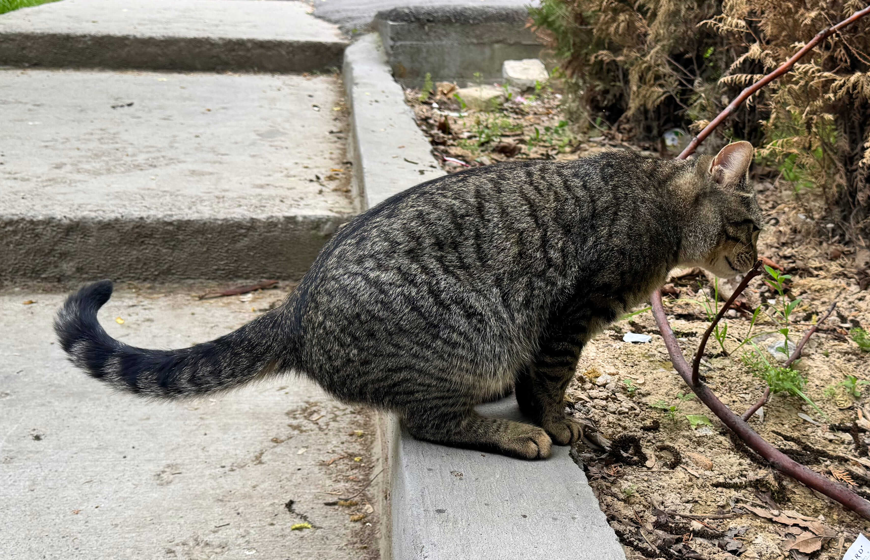 Mơ Thấy Mèo 🐱: Sự Tinh Quái, Bí Ẩn Và Điềm Báo Tình Duyên