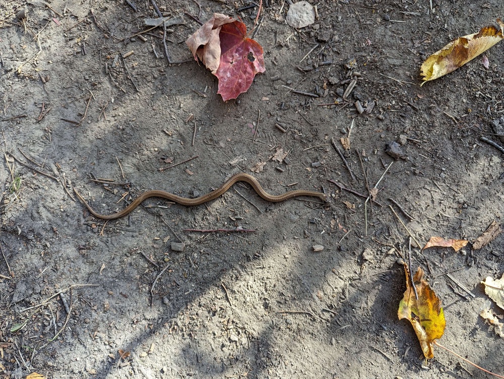 Mơ Thấy Rắn (Xà) 🐍: Điềm Báo Tài Lộc Hay Tai Họa? Giải Mã Chi Tiết 2026