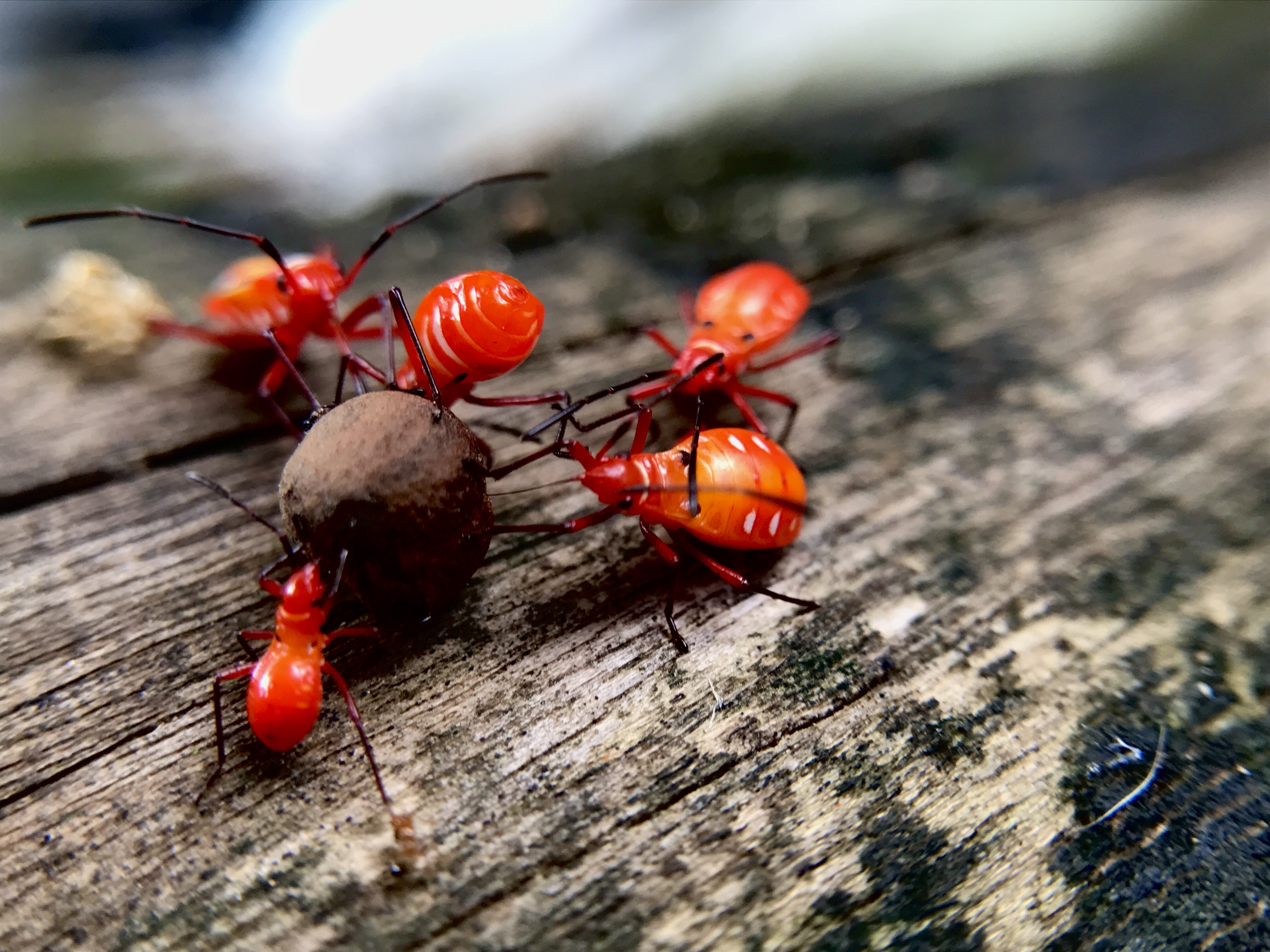 Ý Nghĩa Màu Đỏ 🔴: Quyền Lực, May Mắn & Cảnh Báo