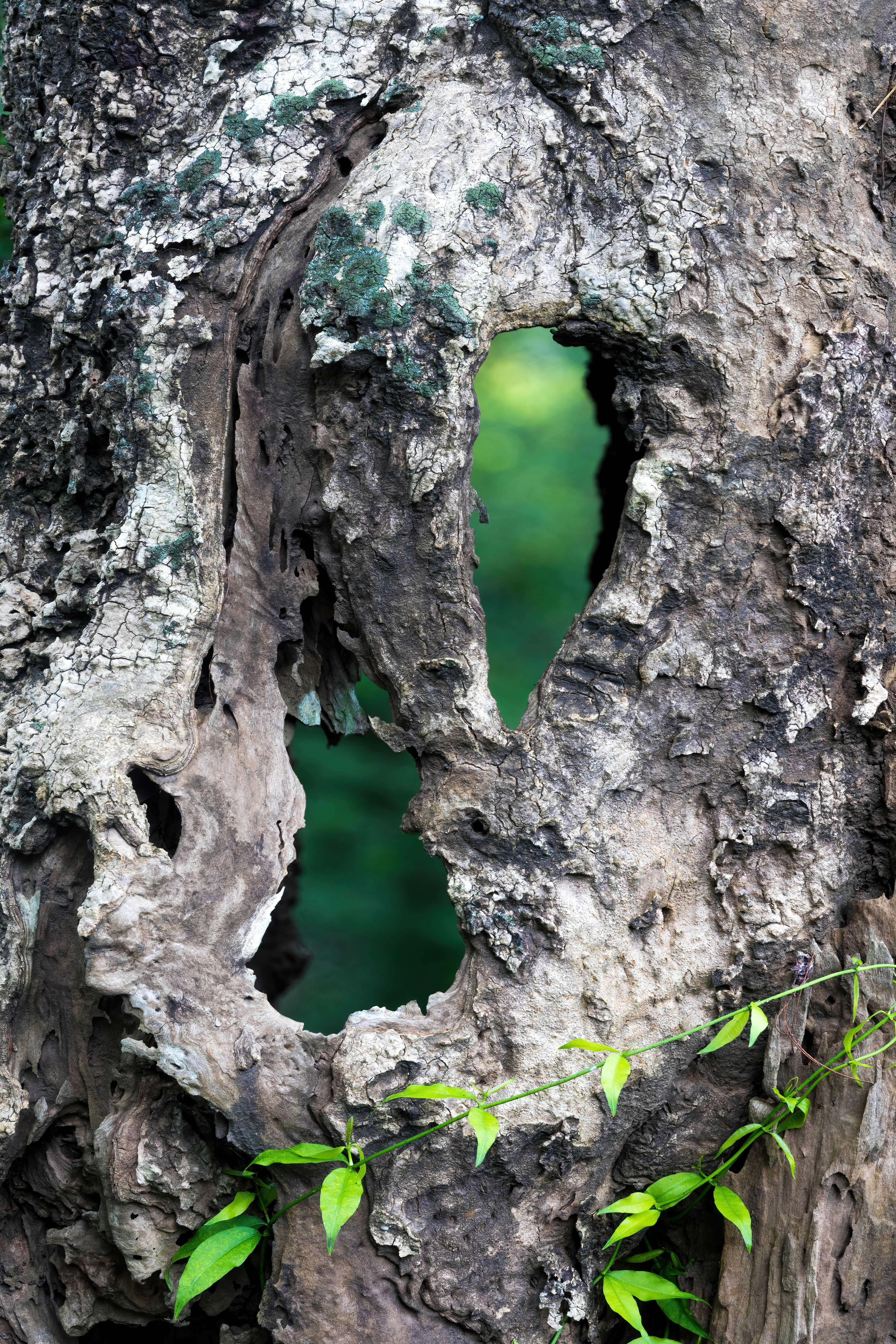 Ý Nghĩa Màu Xanh Lá 🌿: Sự Tái Sinh, Hy Vọng & Chữa Lành